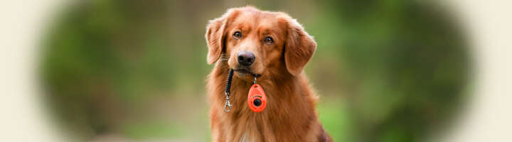 hundetraining kategorieeinstiegsbanner 2876x800